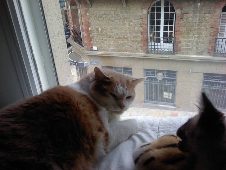 Minou - Mâle (4 ans)