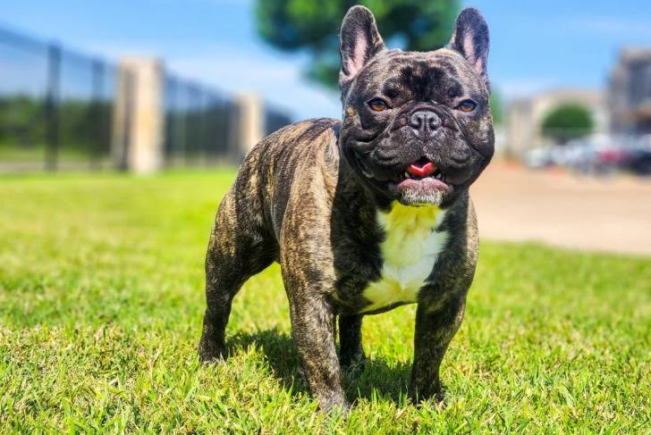 Un American french Bulldog sur une surface gazonné 
