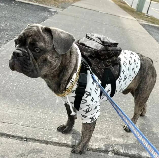 Un American French Bulldog portant un pull-over pour chien et tenu en laisse