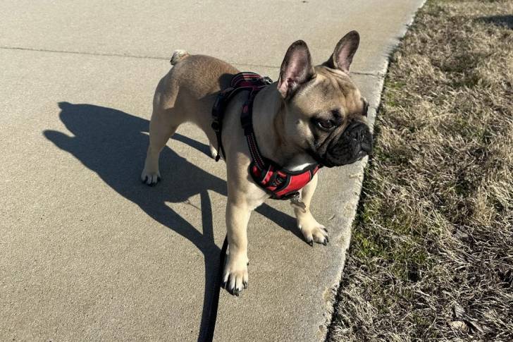 Un American french Bulldog portant un harnais 