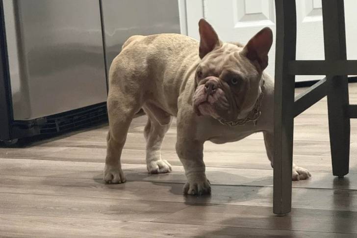 Un American french Bulldog sur un parquet