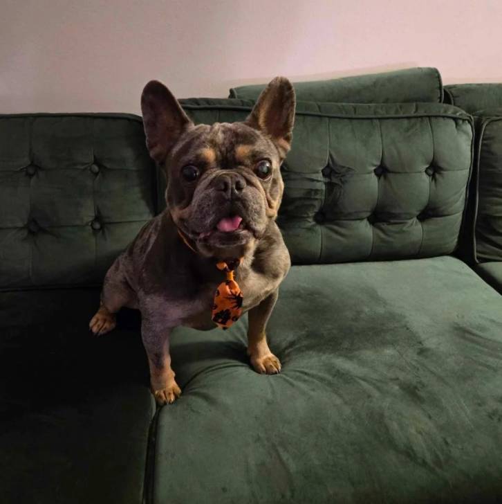 Un American french Bulldog assis sur un canapé et portant un collier autour du cou
