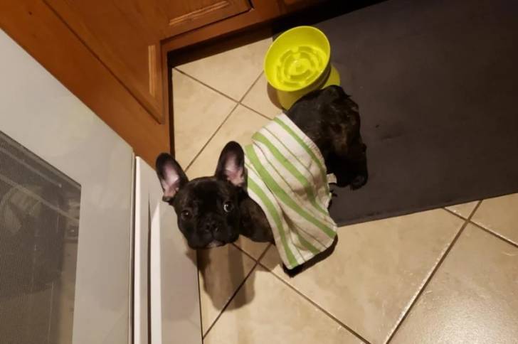 Un American French Bulldog sur un tapis et regardant vers la caméra