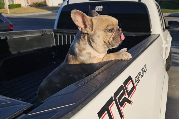 Un American french Bulldog à l'intérieur de la remorque d'un véhicule