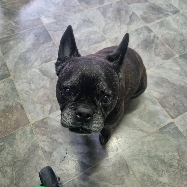 Un American French Bulldog assis sur un sol carrelé