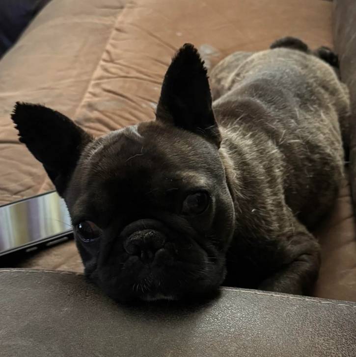 Un American french Bulldog allongé sur un canapé