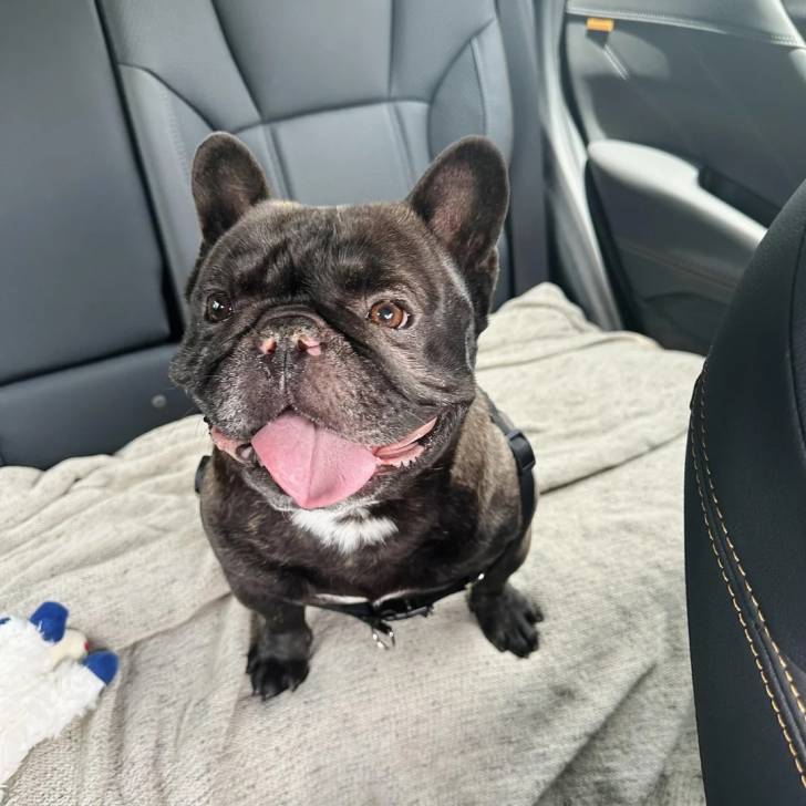 Un American french Bulldog assis sur la banquette arrière d'un véhicule et tirant la langue
