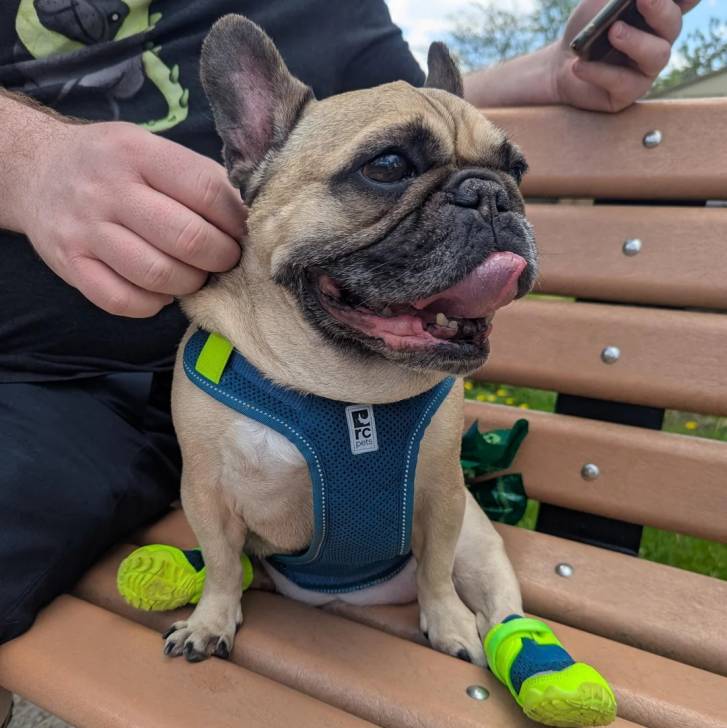 Un American french Bulldog assis sur un banc en bois et portant un harnais