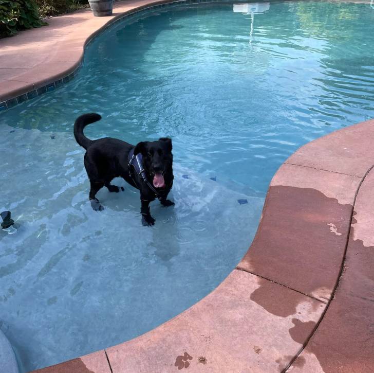 Un Aussiedor dans une piscine et portant un harnais 