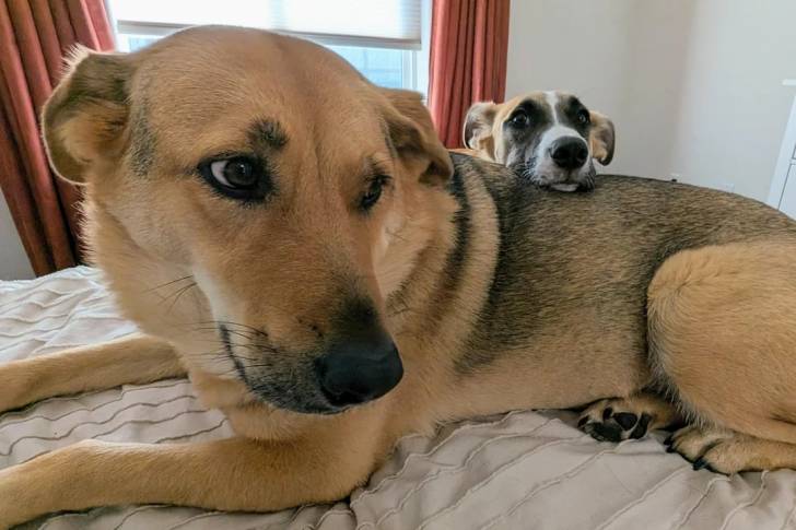 Un Aussiedor allongé sur un lit et semblant détendu