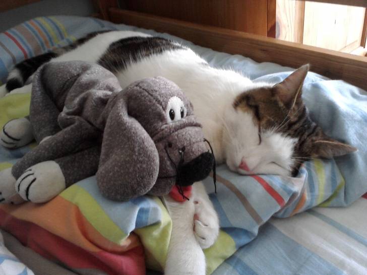 Roucky - (11 mois)