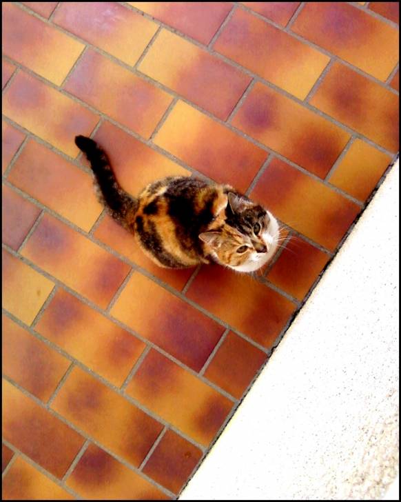 Rillette - Mâle (2 ans)