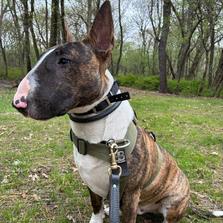 Un English Bulldog Terrier assis sur une surface herbacée et qui est tenu en laisse