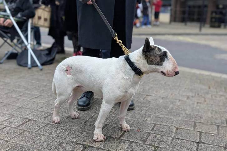 Un English Bulldog Terrier sur un sol pavé et qui est tenu en laisse