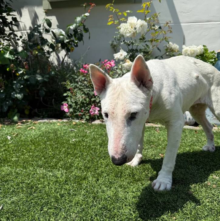 Un English Bulldog Terrier marchant sur une surface gazonnée 