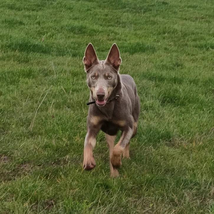 Un Pembroke Kelpie Dog courant sur un terrain herbeux et portant un collier autour du cou