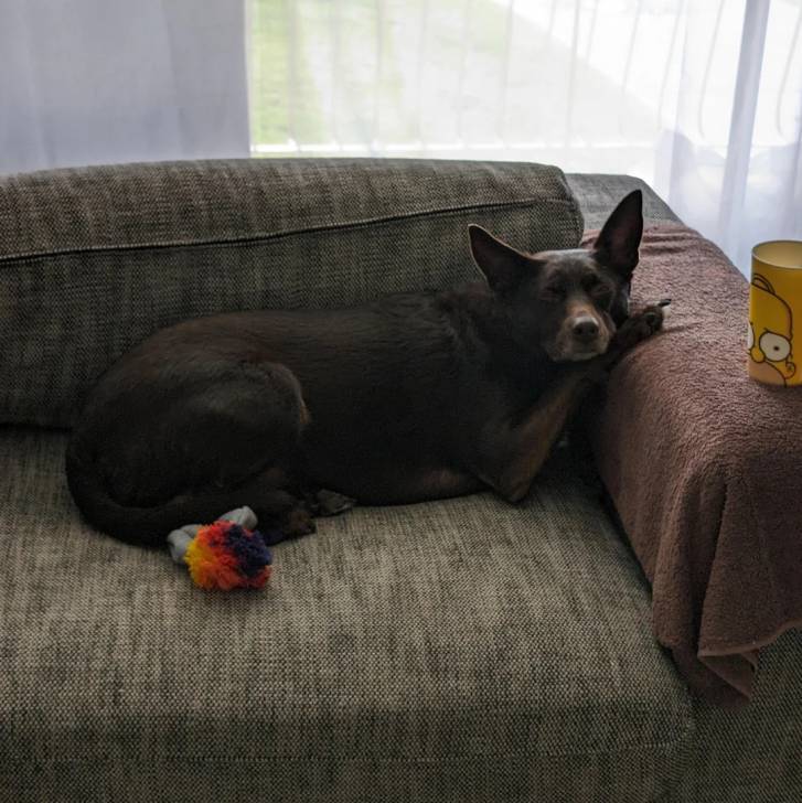 Un Pembroke Kelpie Dog allongé sur un canapé et regardant vers la caméra 