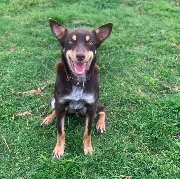 Un Pembroke Kelpie Dog assis sur un terrain herbeux et portant un collier autour du cou