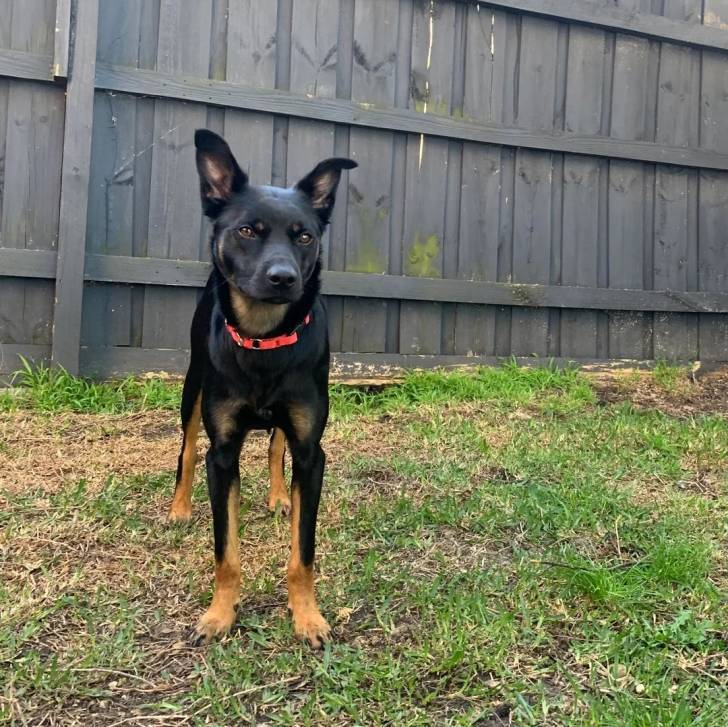 Un Pembroke Kelpie Dog sur une surface herbacée et portant un collier autour du cou