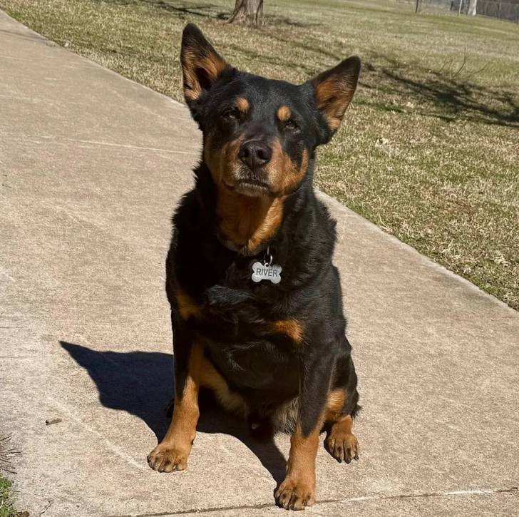 Un Pembroke Kelpie Dog assis sur une surface bétonnée et portant un collier autour du cou