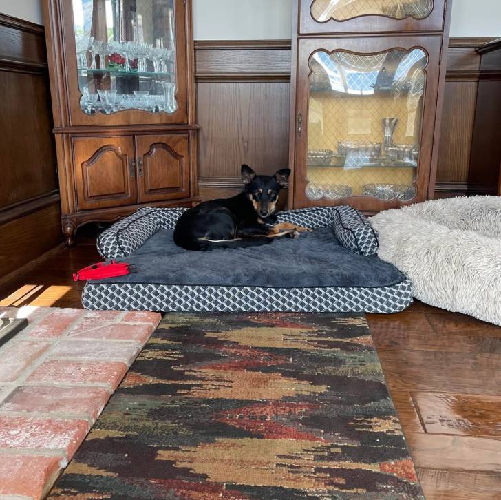 Un Pembroke Kelpie Dog allongé sur un lit pour chien et regardant vers la caméra 