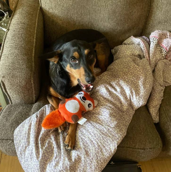 Un Pembroke Kelpie Dog allongé sur un fauteuil