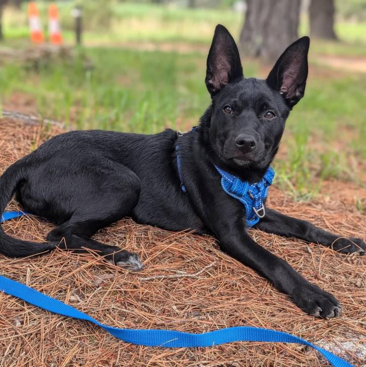 Un Pembroke Kelpie Dog allongé sur une surface herbacée et qui est tenu en laisse 