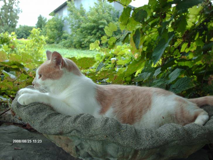 Bruno - Mâle (6 ans)