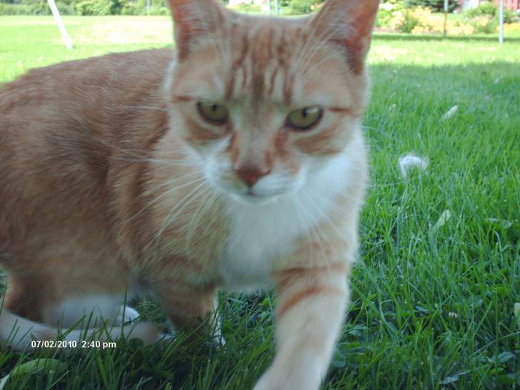 Caramelle - (6 ans)