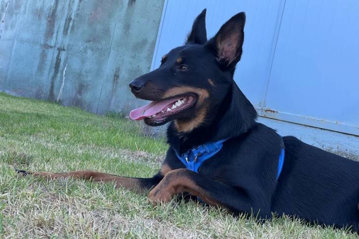 Un Pembroke Kelpie Dog allongé sur une surface gazonnée et portant un harnais 