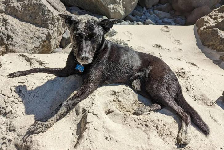 Un Pembroke Kelpie Dog allongé sur une surface sableuse et portant un collier autour du cou