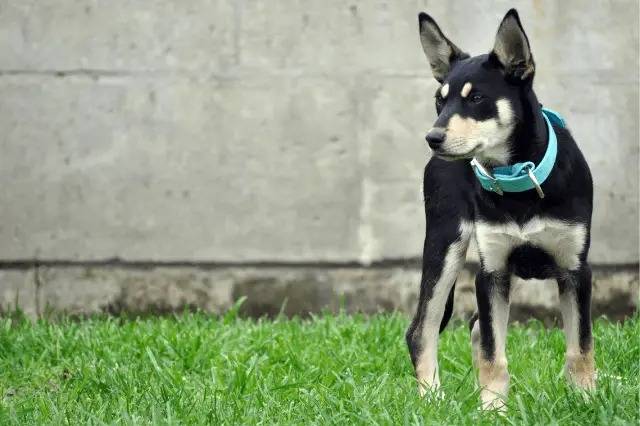 Un Pembroke Kelpie Dog sur un terrain herbeux et portant un collier autour du cou