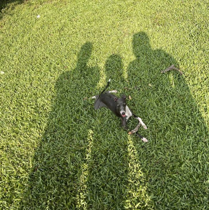 Un Italian Greyhuahua allongé sur une surface gazonnée 
