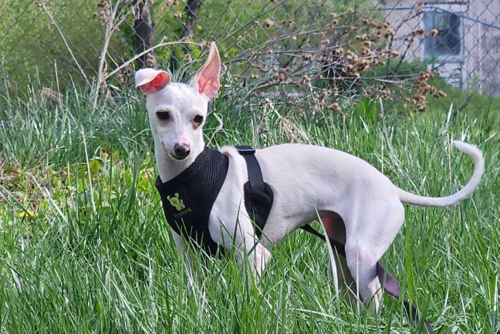 Un Italian Greyhuahua sur une surface herbacée et portant un harnais 