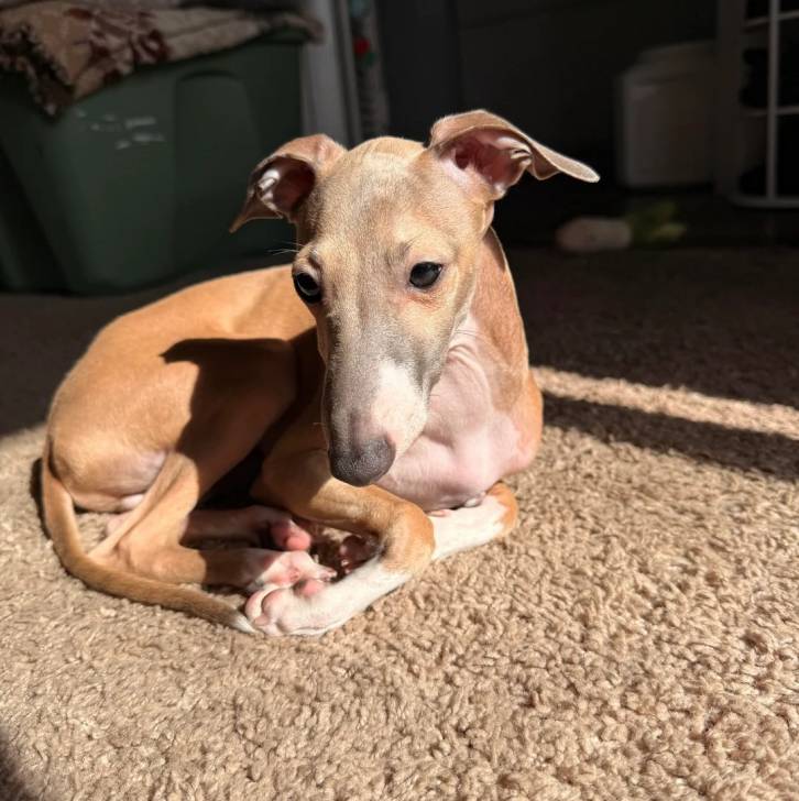 Un Italian Greyhuahua allongé sur une moquette et semblant détendu 