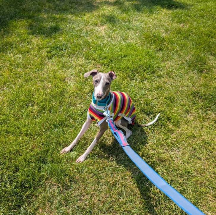 Un Italian Greyhuahua sur un terrain herbeux et qui est tenu en laisse 