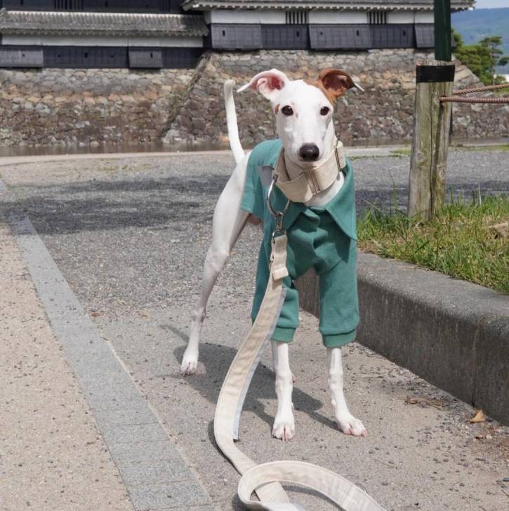 Un Italian Greyhuahua sur une surface bétonnée et qui est tenu en laisse