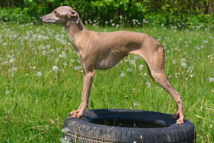 Un Italian Greyhuahua sur un pneu 