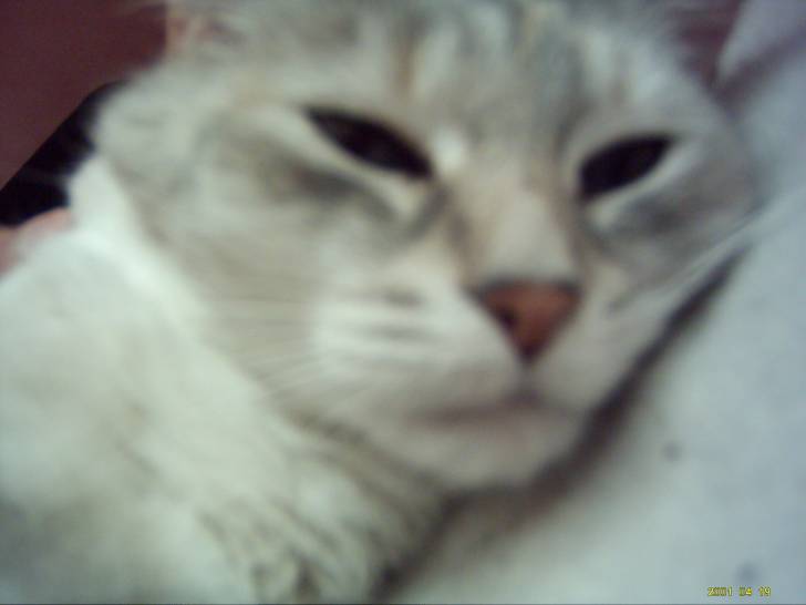 Vanille - (8 ans)