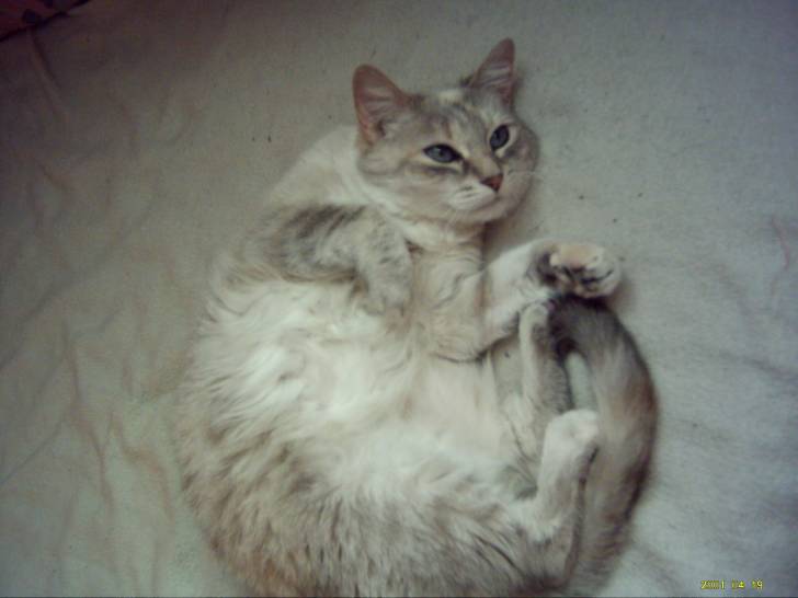 Vanille - (8 ans)