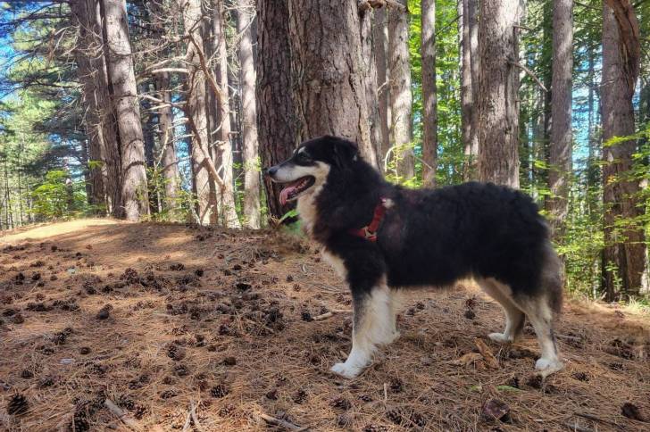 Un Pastore della Sila dans une forêt tirant  la langue  et portant un harnais 