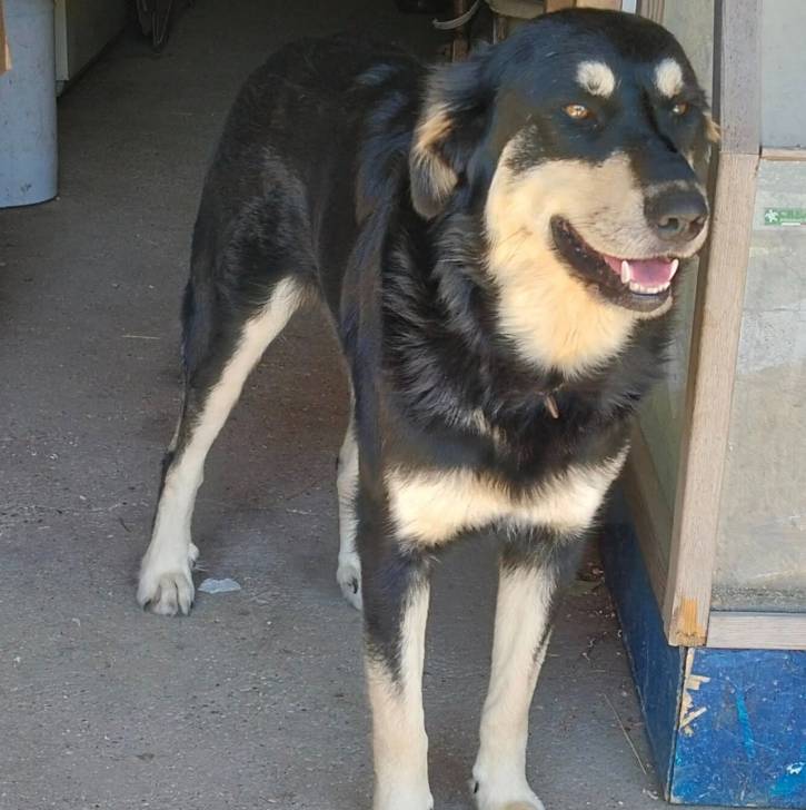 Un Pastore della Sila sur une surface bétonnée et portant un collier autour du cou
