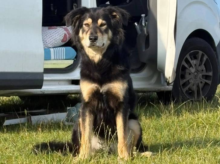 Un Pastore della Sila assis sur une surface herbacée et semblant détendu 