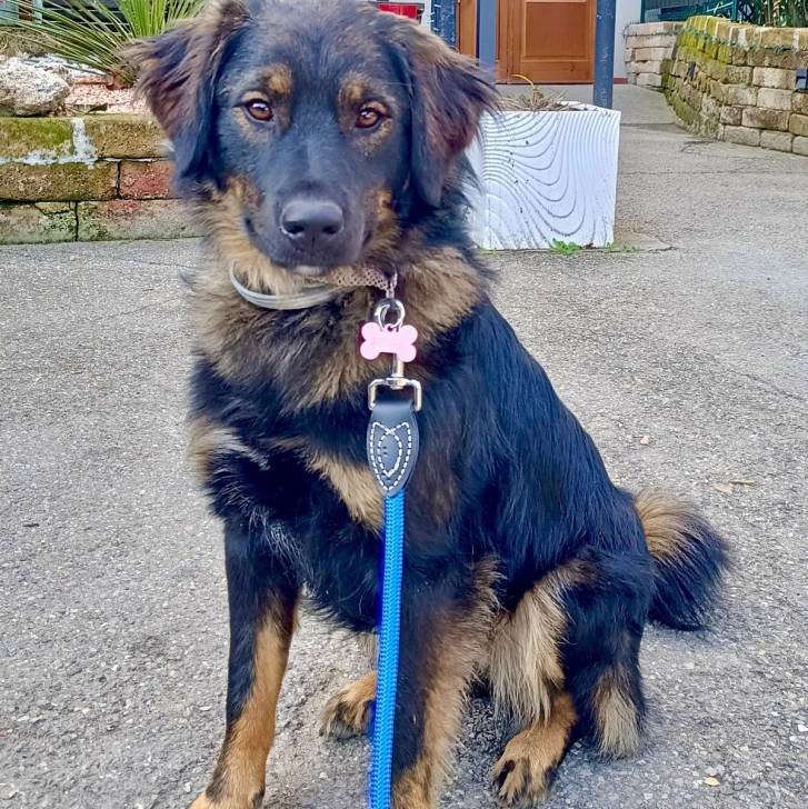 Un Pastore della Sila regardant vers la caméra et qui est tenu en laisse 