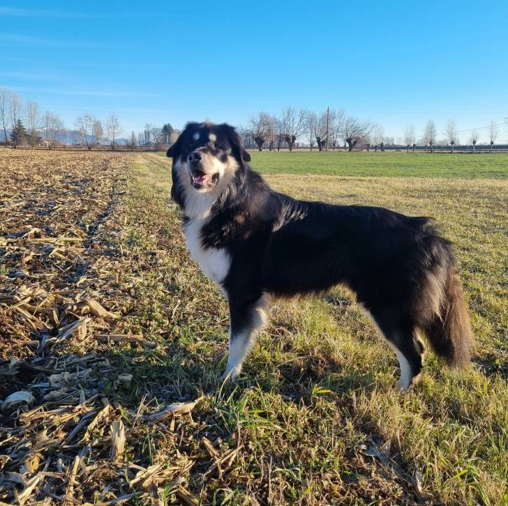 Un Pastore della Sila sur un terrain herbeux et semblant détendu