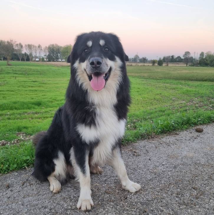 Un Pastore della Sila assis sur une surface bitumée et ayant la langue pendante 