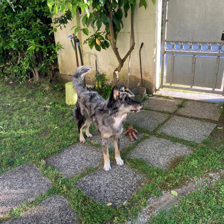 Un Cane delle Alpi Apuane sur une allée 