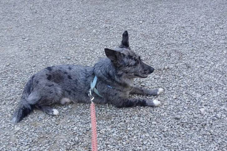 Un Cane delle Alpi Apuane allongé sur des gravillons et qui est tenu en laisse 