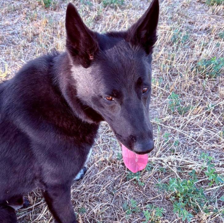 Un Cane delle Alpi Apuane sur un terrain herbeux et tirant la langue 