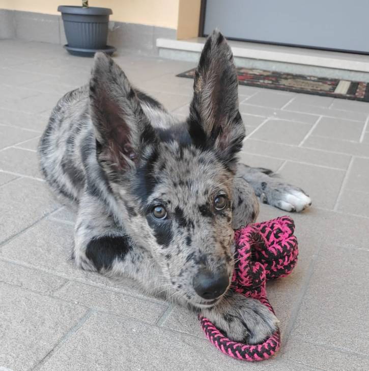 Un Cane delle Alpi Apuane allongé sur un sol carrelé et regardant vers la caméra 